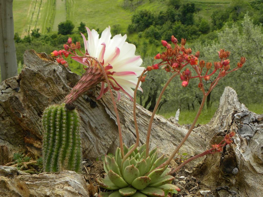 Casa Vittoria Daire Piano Delle Pieve Oda fotoğraf